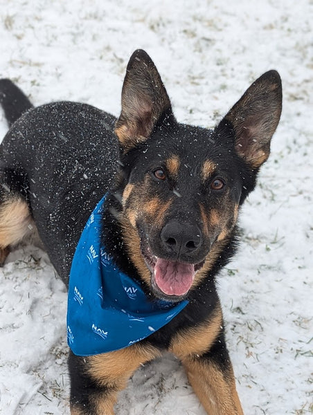 Dog Bandana / Bandana pour chien