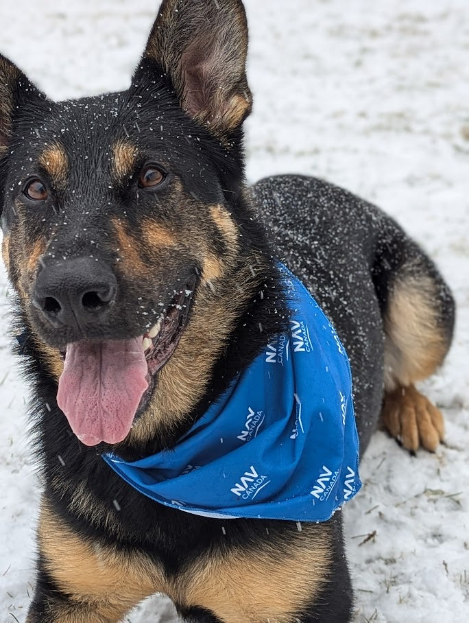 Dog Bandana / Bandana pour chien